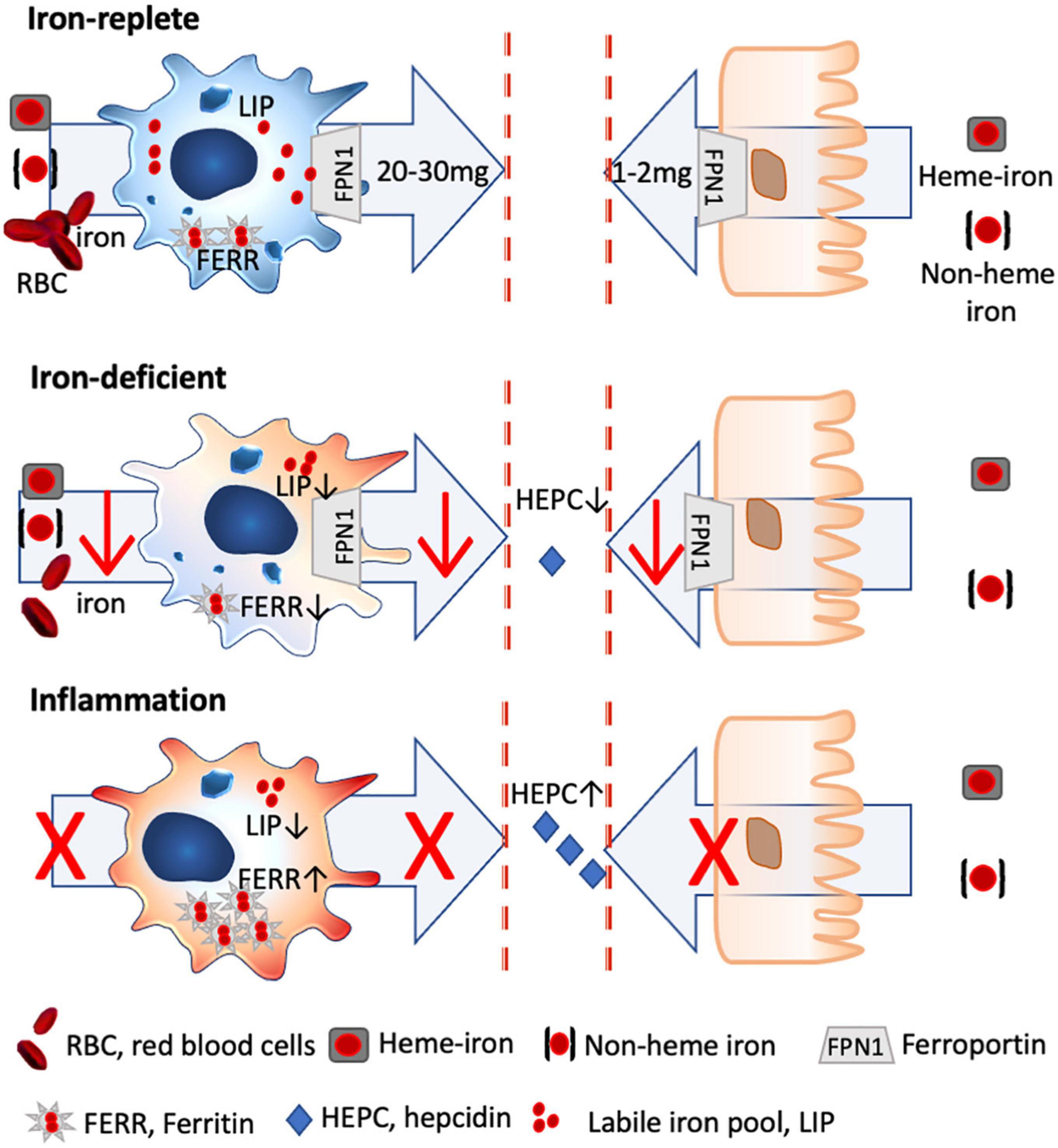 Lack of iron, zinc, and vitamins as a contributor to the etiology of atopic diseases